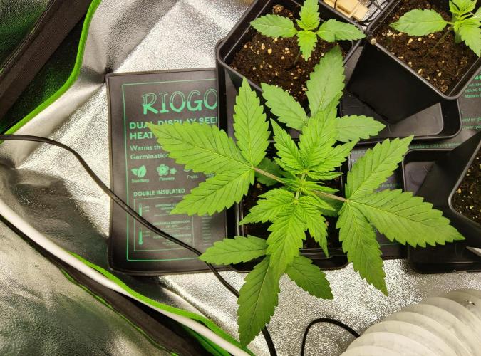 Anesia & Royal Queen Seeds Mix. Week 1 - Frozen Black Cherry 