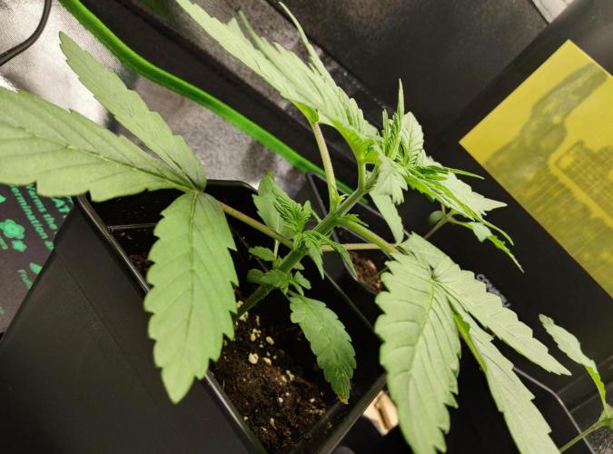 Anesia & Royal Queen Seeds Mix. Week 1 - Frozen Black Cherry 