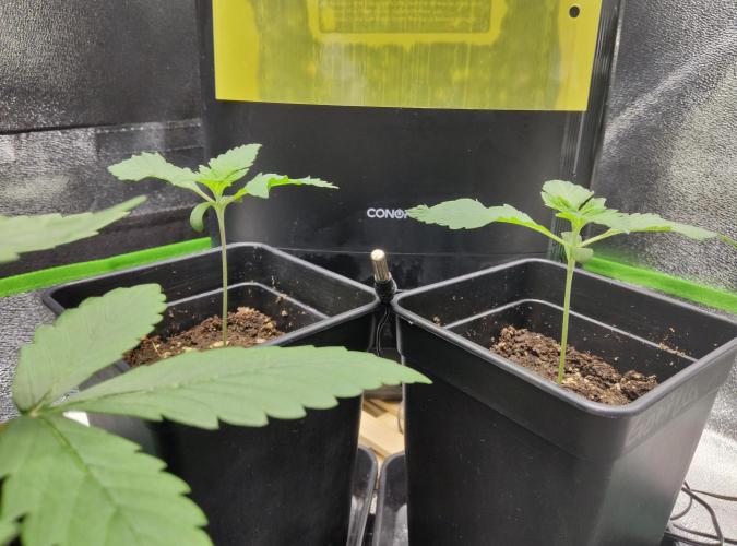 Anesia & Royal Queen Seeds Mix. Week 1