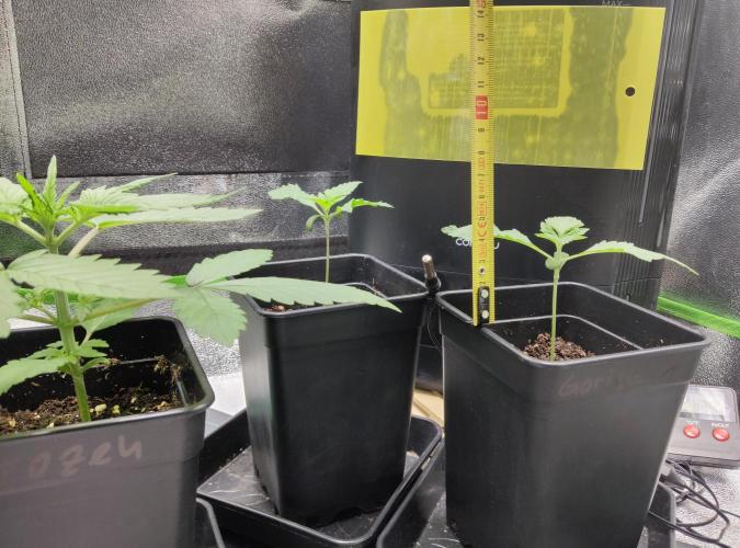 Anesia & Royal Queen Seeds Mix. Week 1