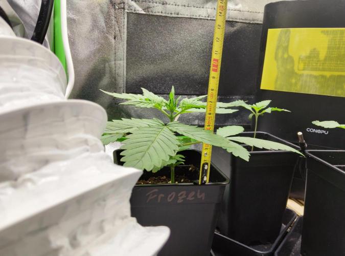 Anesia & Royal Queen Seeds Mix. Week 1 - Frozen Black Cherry 