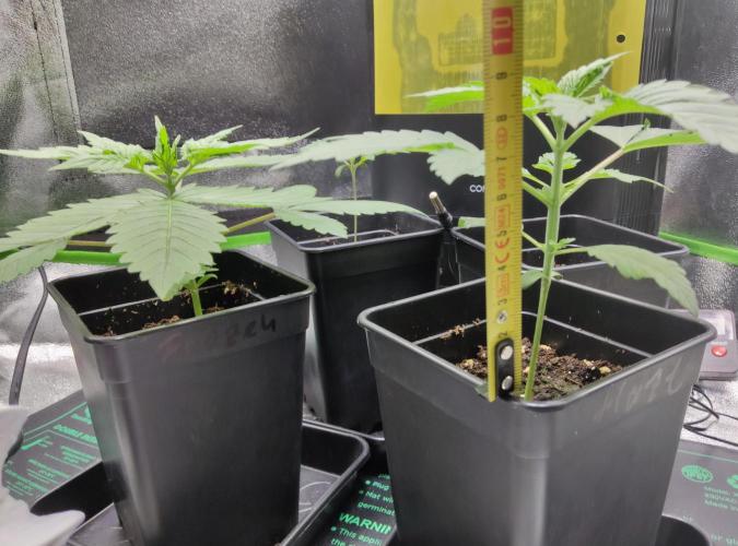 Anesia & Royal Queen Seeds Mix. Week 1 - Amnesia Haze 