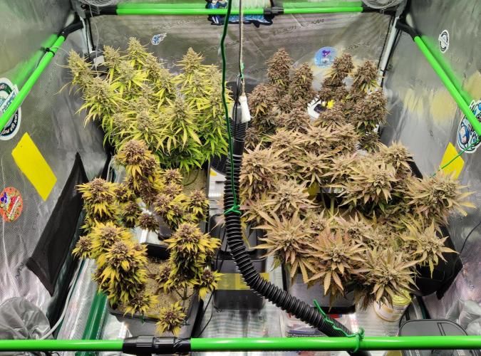 FastBuds Mixed Run. Week 14