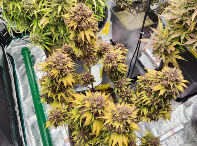 FastBuds Mixed Run. Week 14