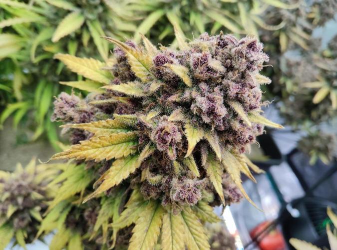 FastBuds Mixed Run. Week 14