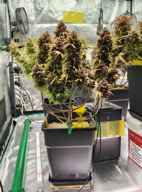 FastBuds Mixed Run. Week 14