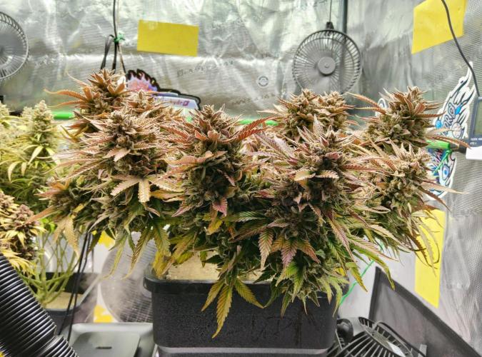 FastBuds Mixed Run. Week 14