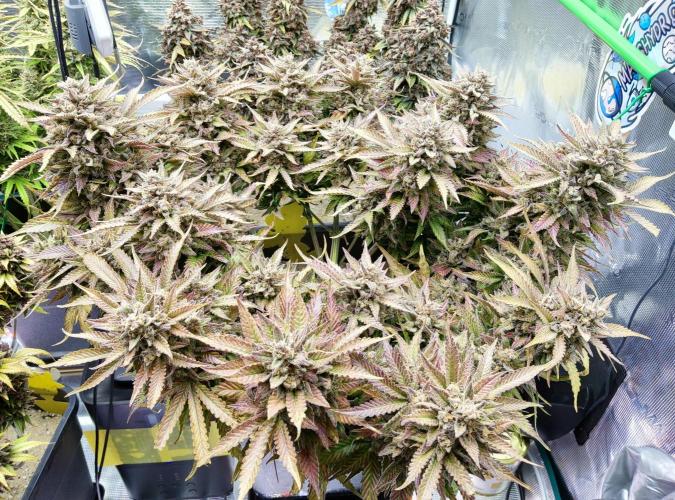 FastBuds Mixed Run. Week 14