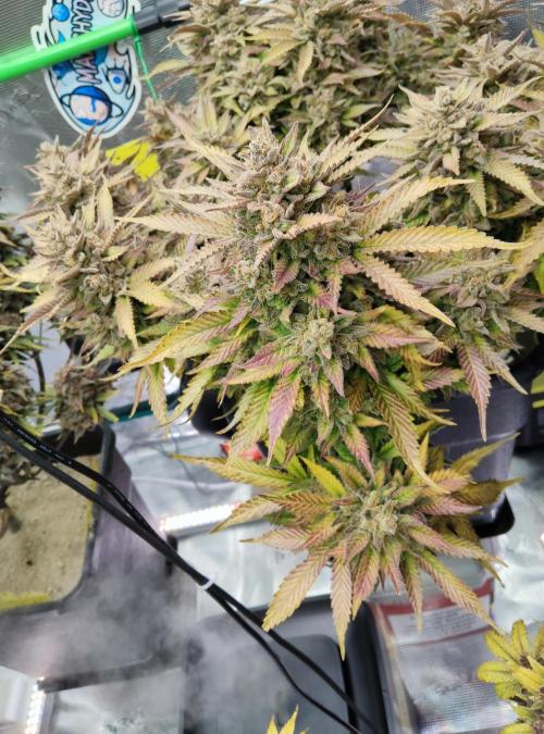 FastBuds Mixed Run. Week 14