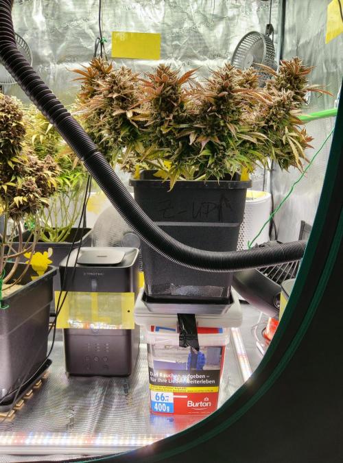 FastBuds Mixed Run. Week 14