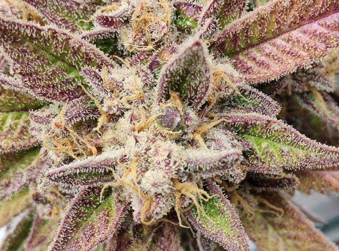 FastBuds Mixed Run. Week 14