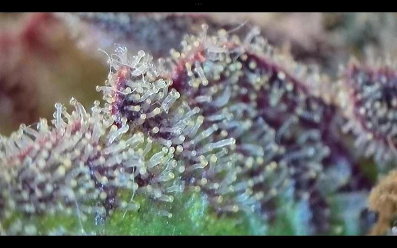 FastBuds Mixed Run. Week 14