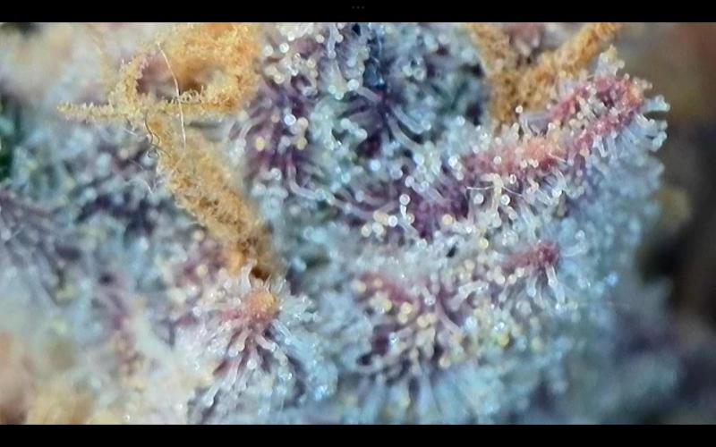 FastBuds Mixed Run. Week 14