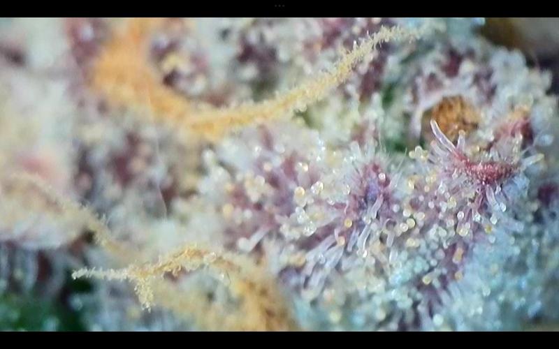 FastBuds Mixed Run. Week 14