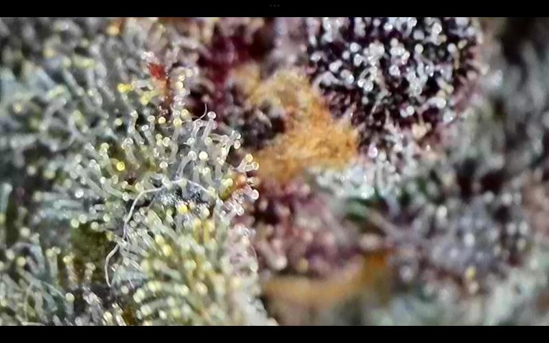 FastBuds Mixed Run. Week 14