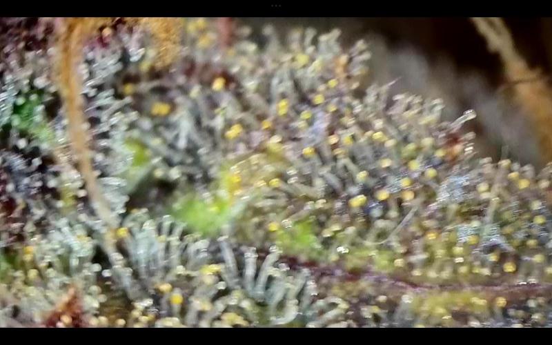 FastBuds Mixed Run. Week 14