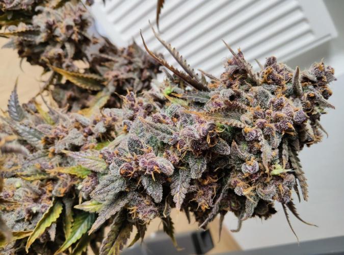 FastBuds Mixed Run. Week 14