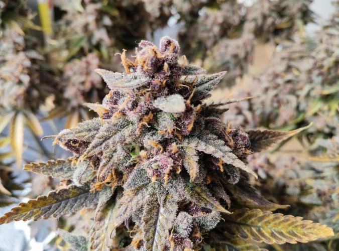 FastBuds Mixed Run. Week 14