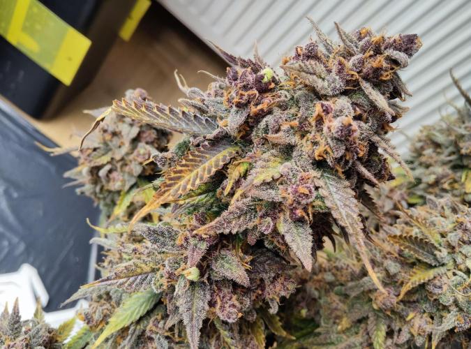 FastBuds Mixed Run. Week 14