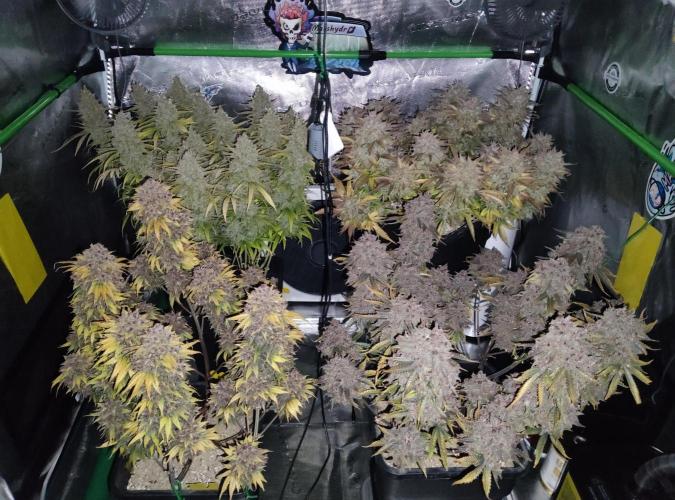 FastBuds Mixed Run. Week 14