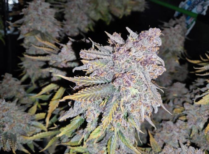 FastBuds Mixed Run. Week 14