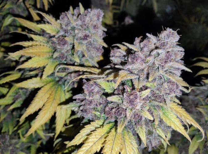 FastBuds Mixed Run. Week 14