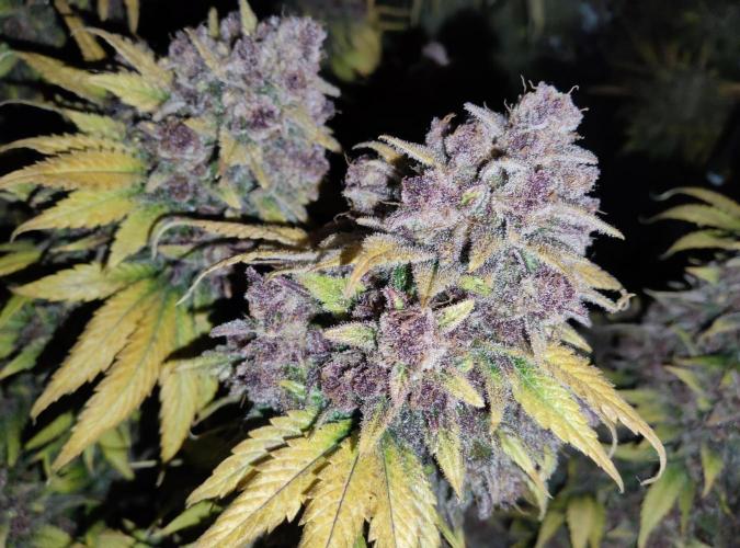 FastBuds Mixed Run. Week 14