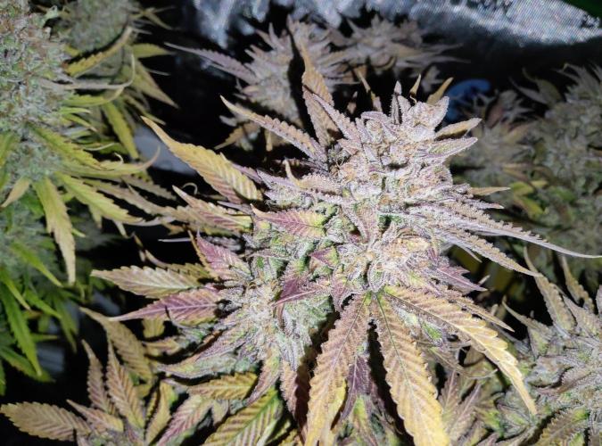 FastBuds Mixed Run. Week 14