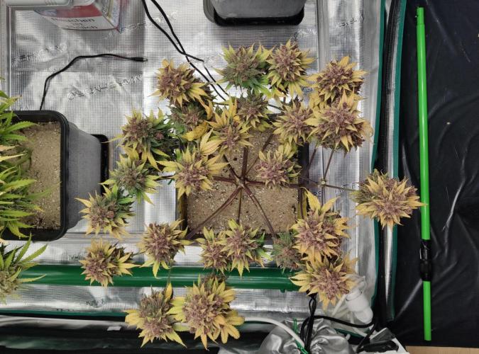 FastBuds Mixed Run. Week 14