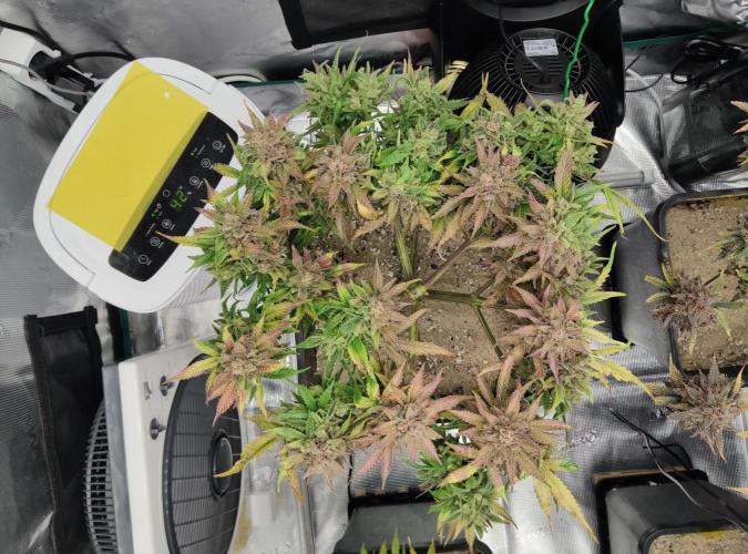 FastBuds Mixed Run. Week 14