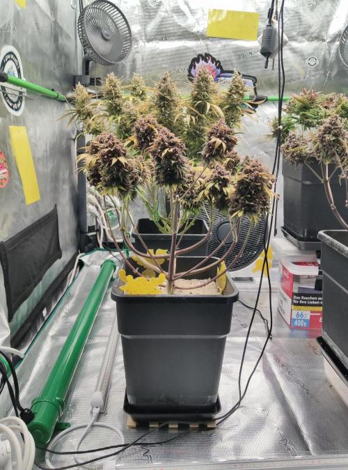 FastBuds Mixed Run. Week 14