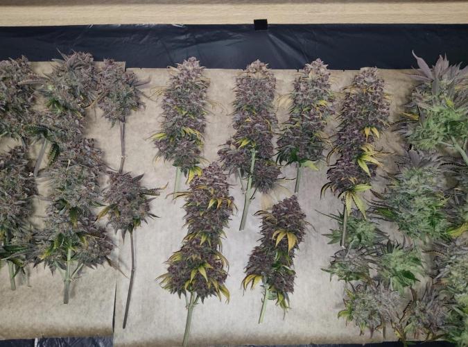 FastBuds Mixed Run. Week 14