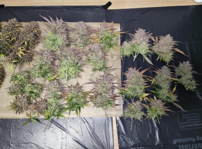 FastBuds Mixed Run. Week 14