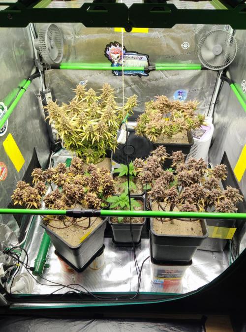 FastBuds Mixed Run. Week 15