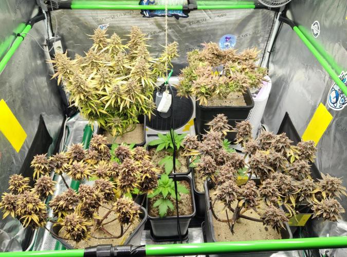 FastBuds Mixed Run. Week 15