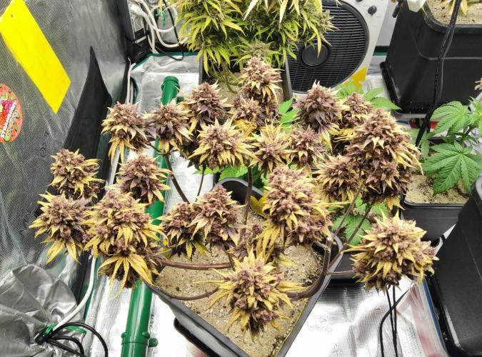 FastBuds Mixed Run. Week 15 - Purple Haze 