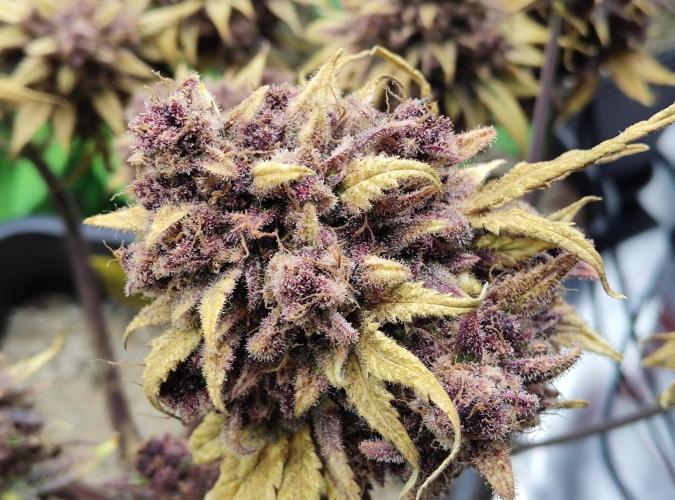 FastBuds Mixed Run. Week 15 - Purple Haze 