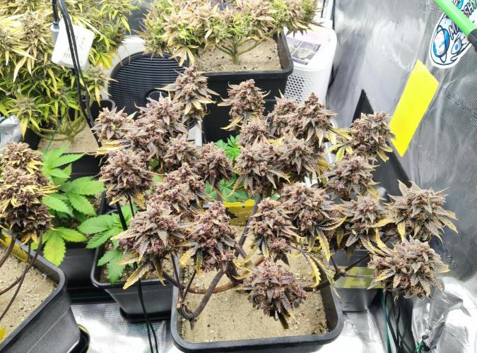 FastBuds Mixed Run. Week 15 - Lemon Cherry Cookies 