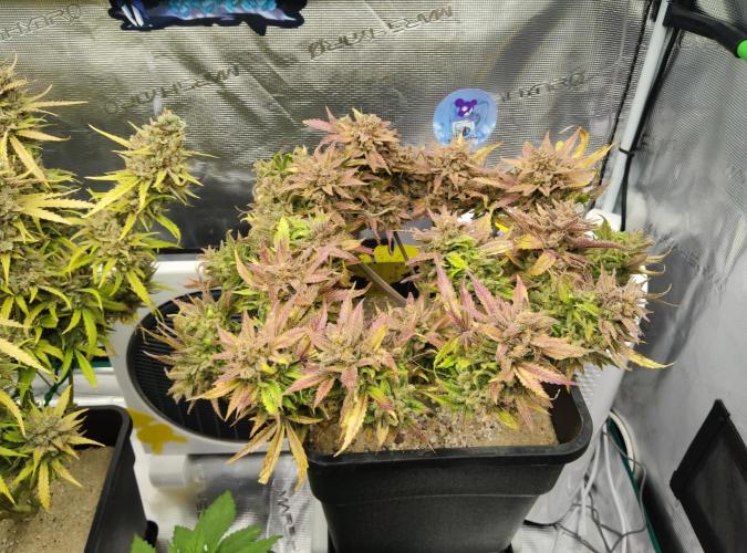 FastBuds Mixed Run. Week 15 - Z-UP 