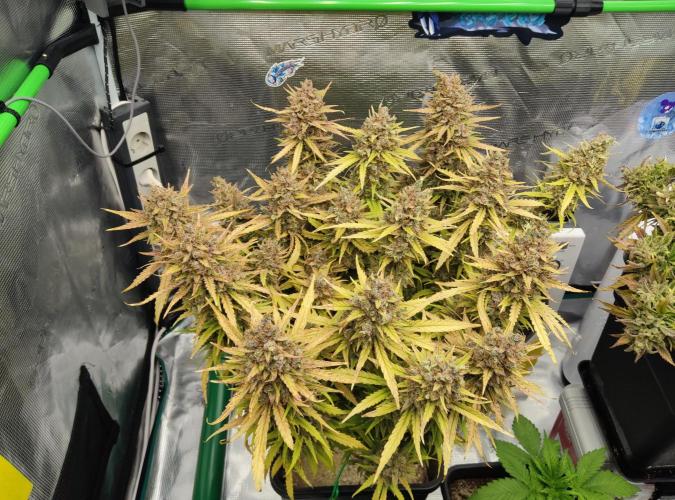 FastBuds Mixed Run. Week 15 - Gelato 