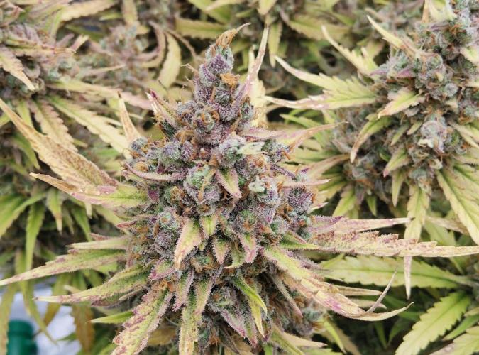 FastBuds Mixed Run. Week 15 - Gelato 