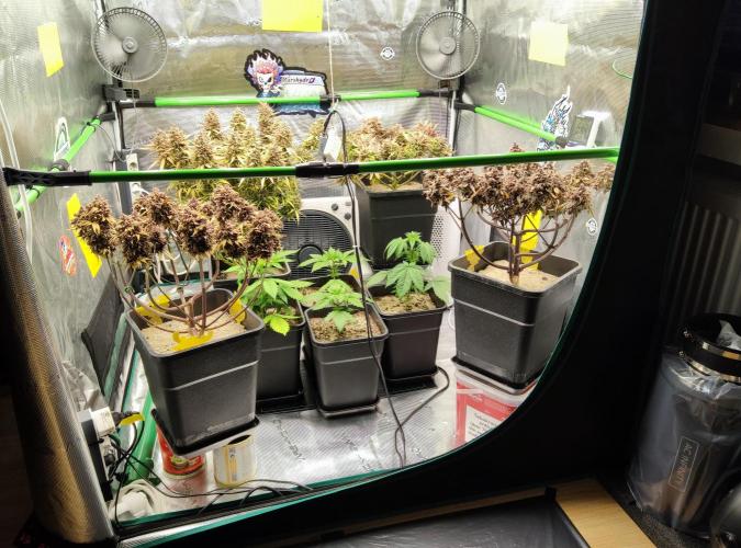 Anesia & Royal Queen Seeds Mix. Week 3