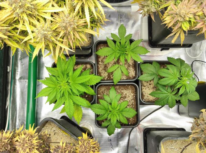 Anesia & Royal Queen Seeds Mix. Week 3