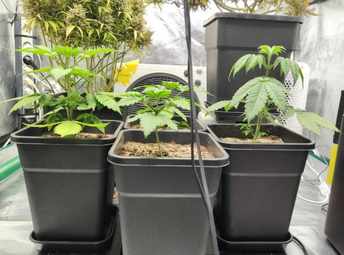 Anesia & Royal Queen Seeds Mix. Week 3