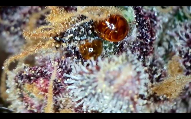 FastBuds Mixed Run. Week 15 - Lemon Cherry Cookies 