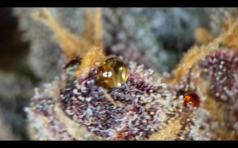 FastBuds Mixed Run. Week 15 - Lemon Cherry Cookies 