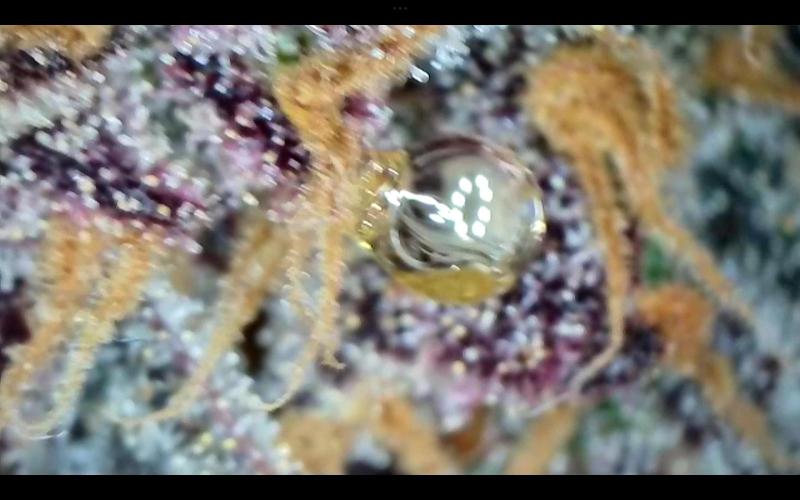 FastBuds Mixed Run. Week 15 - Lemon Cherry Cookies 