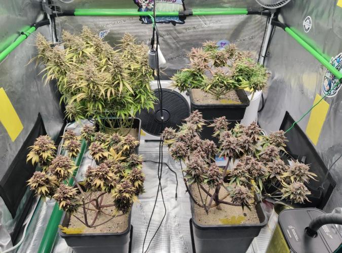 FastBuds Mixed Run. Week 16