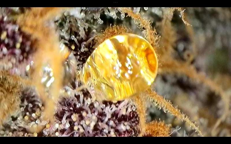 FastBuds Mixed Run. Week 16 - Lemon Cherry Cookies 