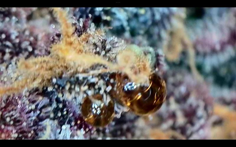 FastBuds Mixed Run. Week 16 - Lemon Cherry Cookies 